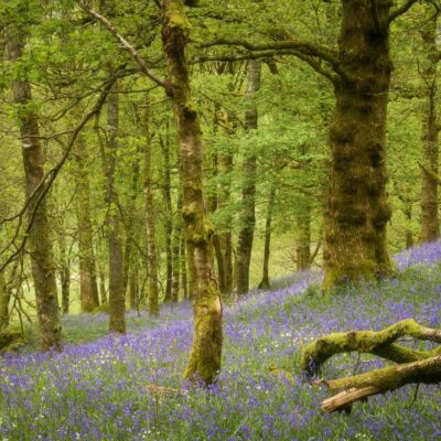 Bluebells in Rusland Woods