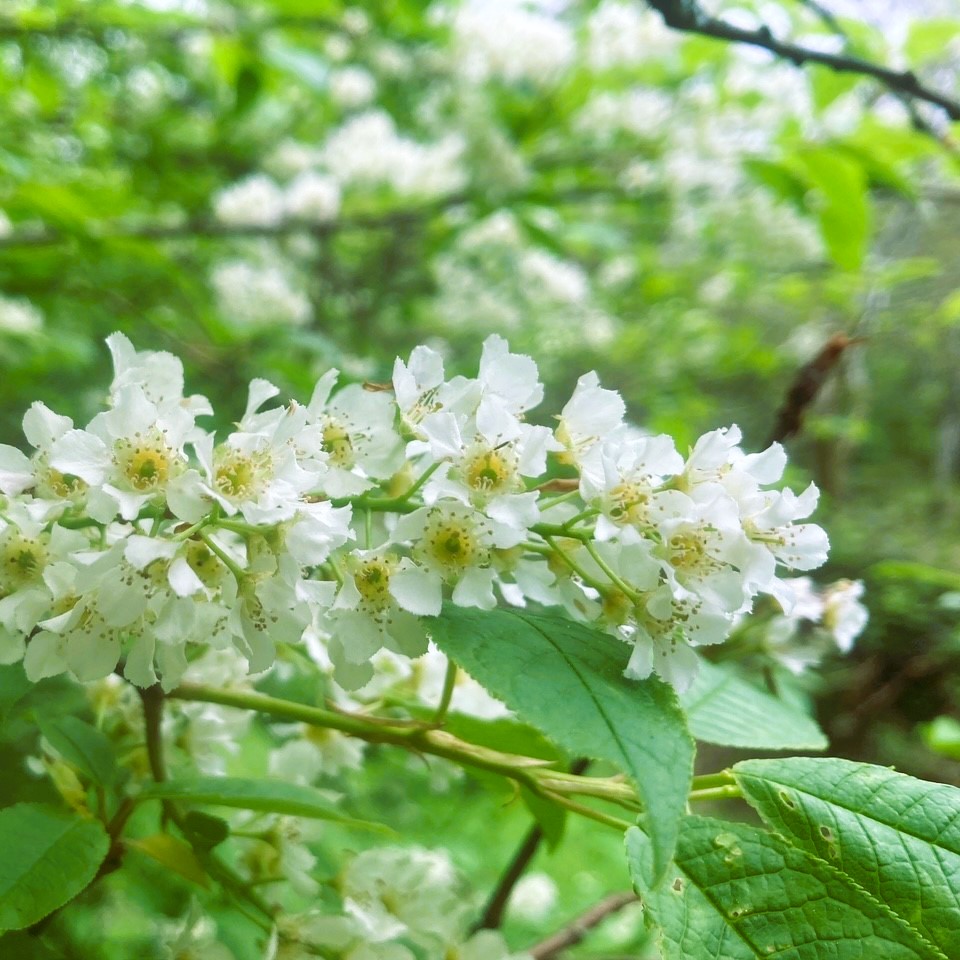 Cherry blossom, Mike's Wood