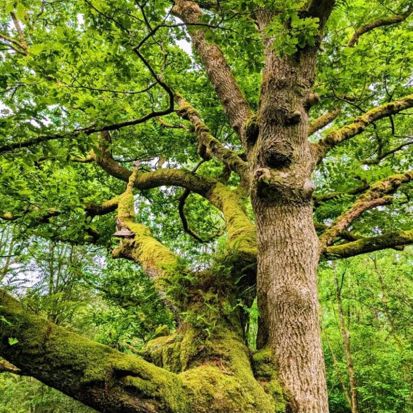 Forest Bathing in Mike's Wood