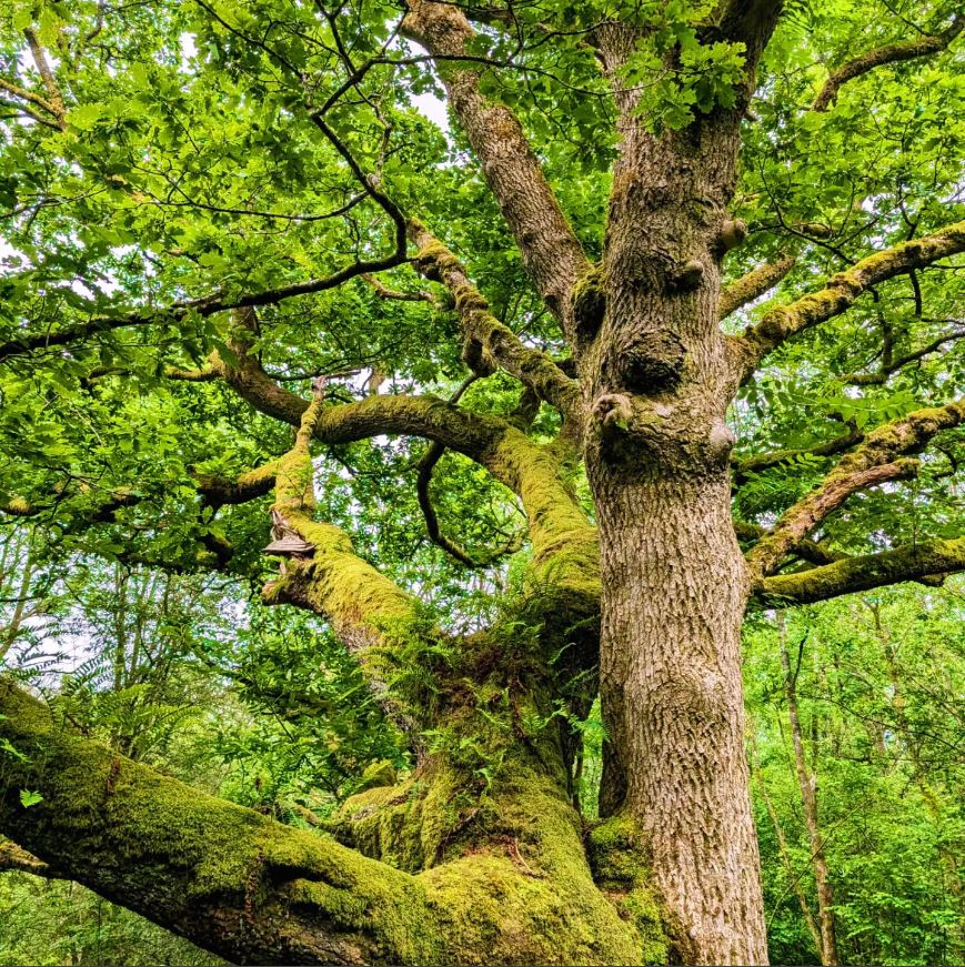Forest Bathing in Mike's Wood
