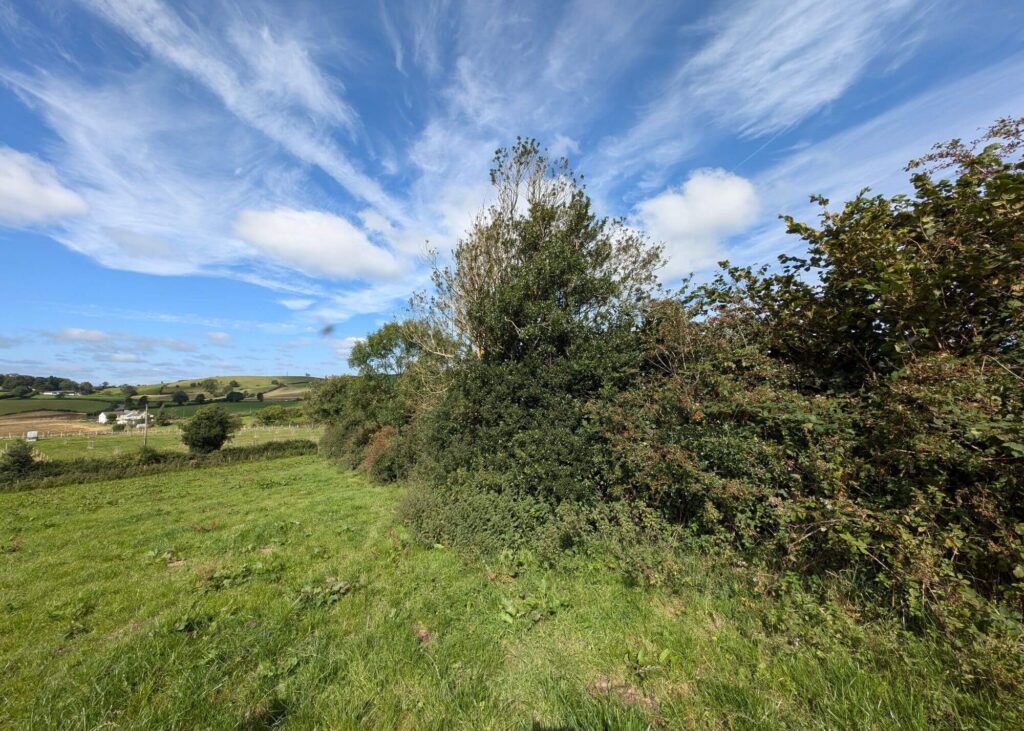 A hedgerow in summer
