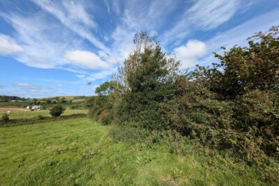 A hedgerow in summer