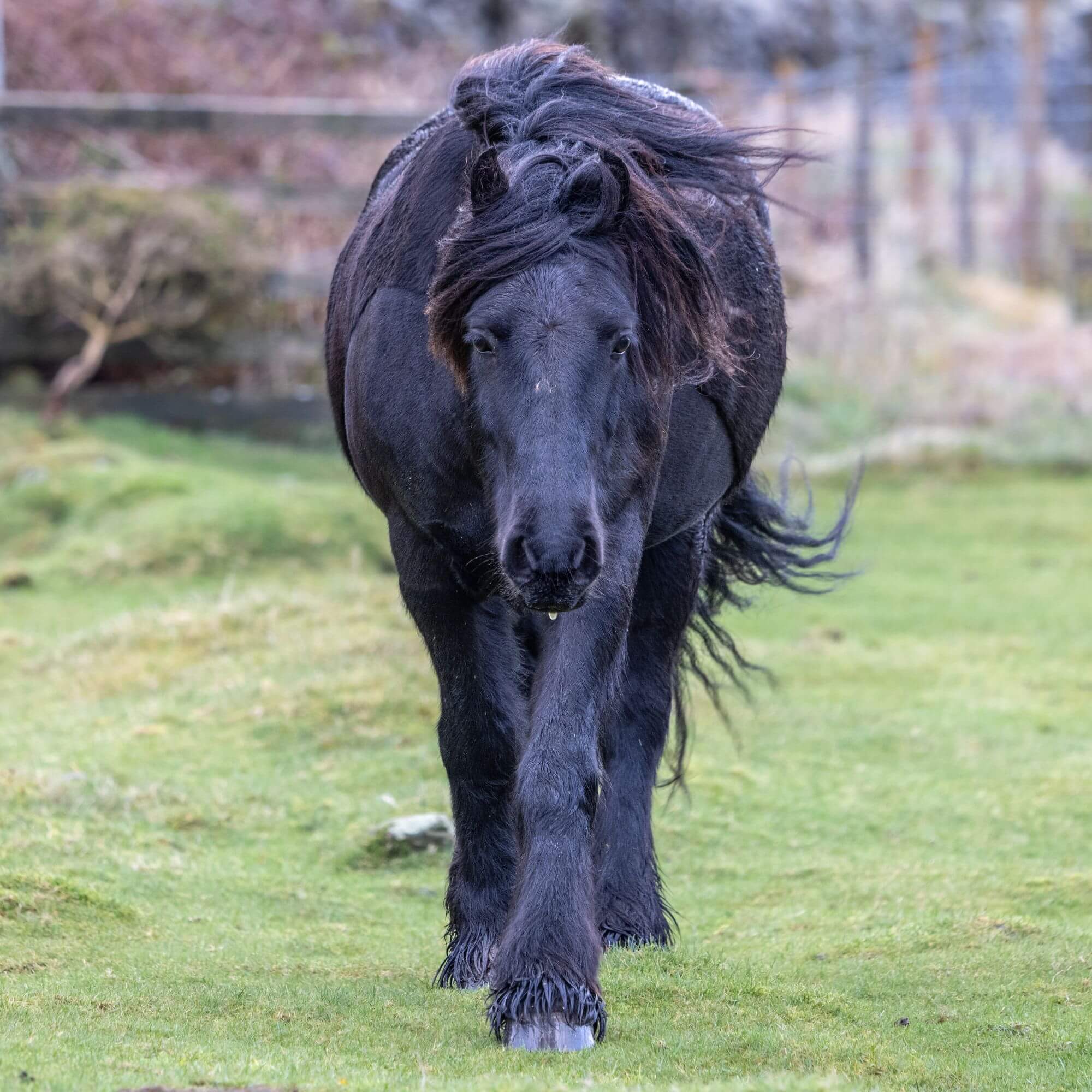 Helm Fell Pony.