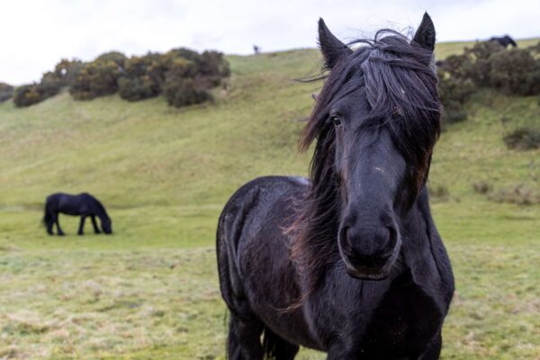 Helm Fell Pony