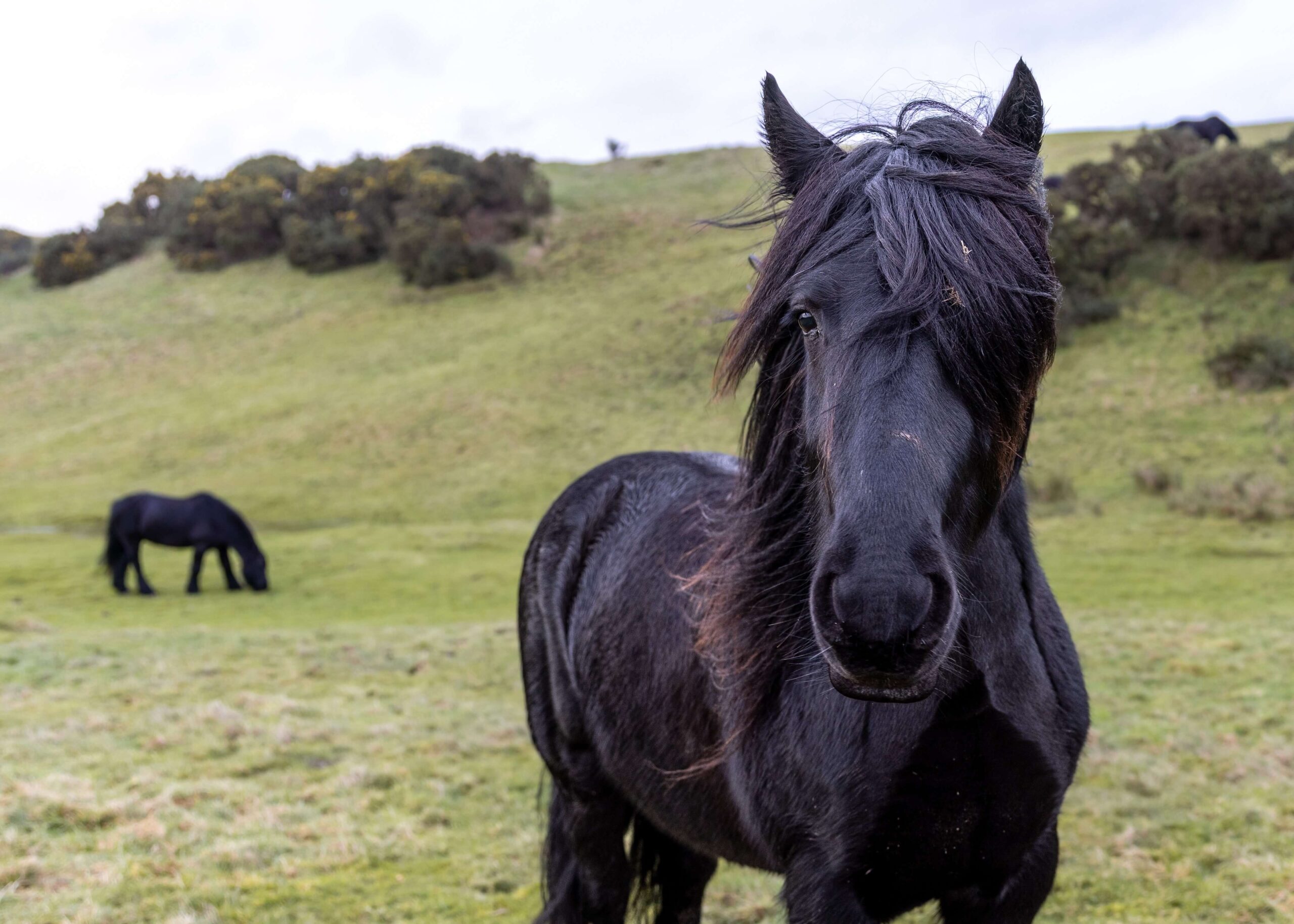 Helm Fell Pony