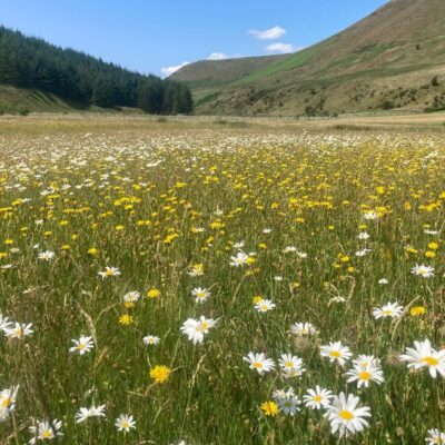 High Borrowdale hay meadow in full bloom with pretty flowers