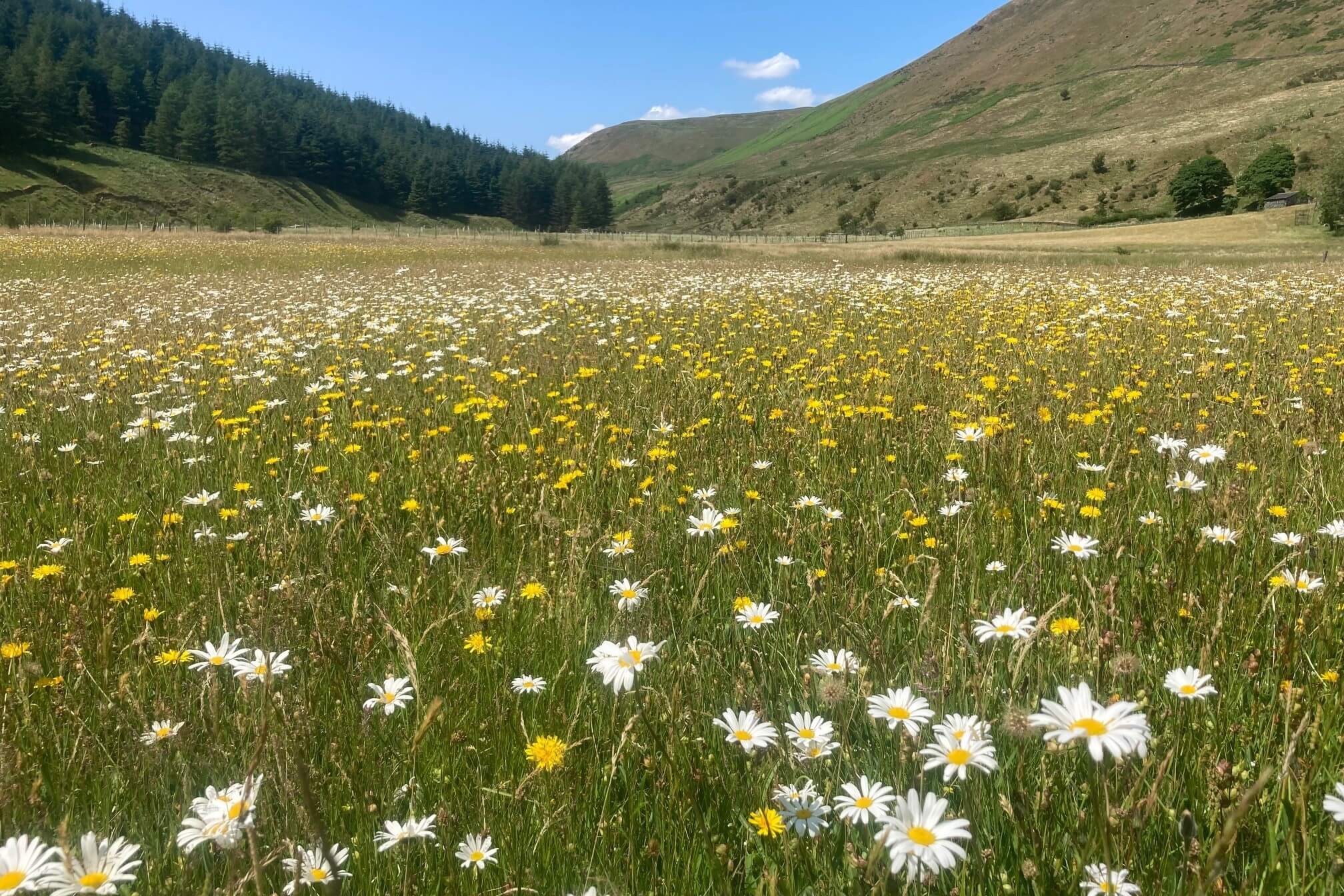 High Borrowdale hay meadown in full bloom with pretty flowers