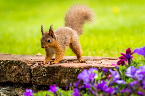 Red Squirrel