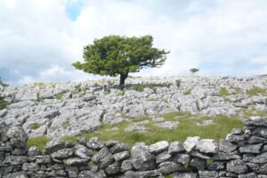 Little Asby Common with a tree on limestone pavements