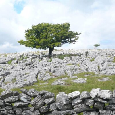Little Asby Common with a tree on limestone pavements