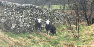 Two cheeky Herdwick sheep