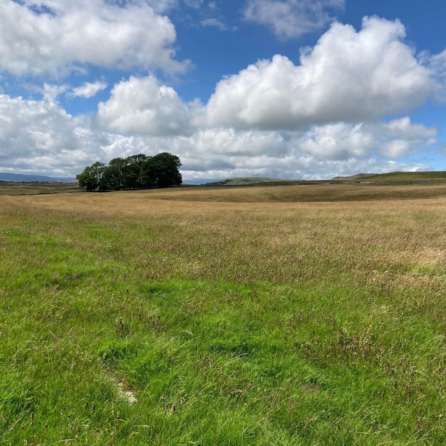 Mazonwath field under a blue sky
