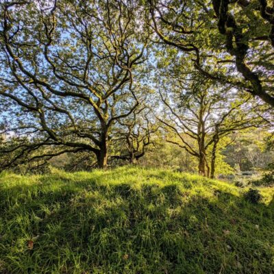 Mike's Wood Trees