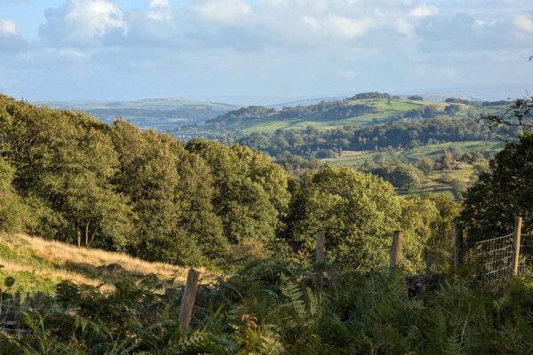 View over Mikes Wood