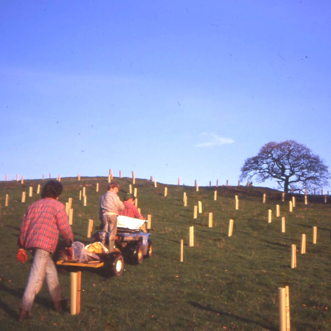 Mike's Wood early planting in 1994