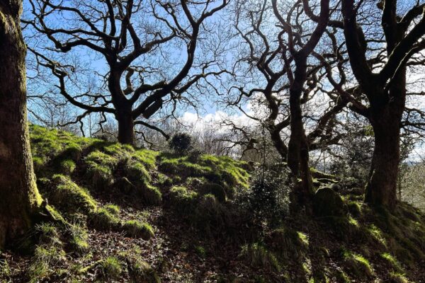 Mossy bank at Mike's Wood