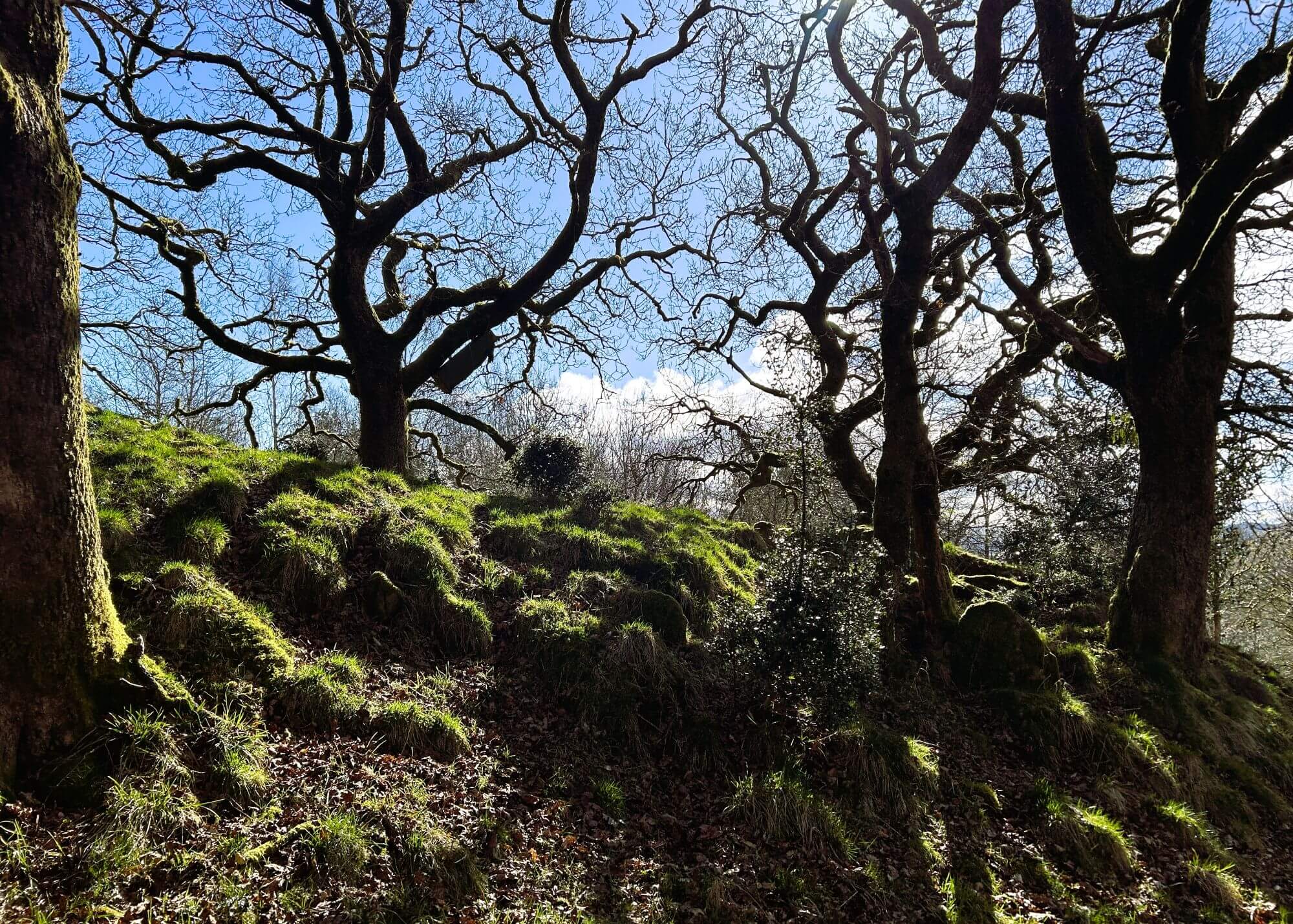 Mossy bank at Mike's Wood