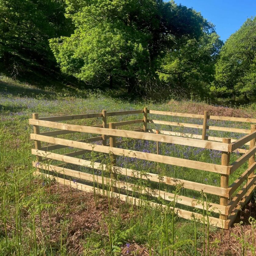 New planters and bluebells Rusland Woods