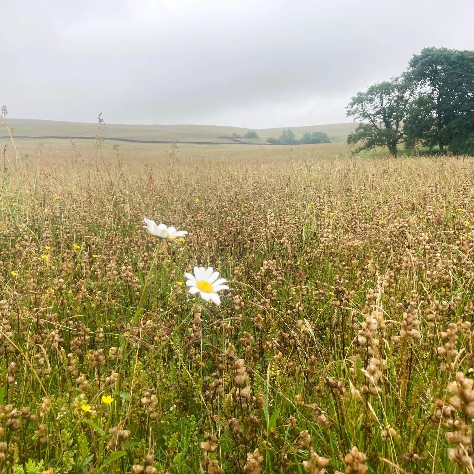 Ox eye daisy, (and yellow rattle seed heads) Mazonwath hay meadow