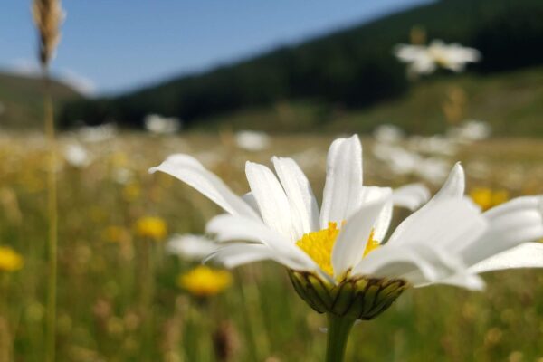 Oxeye daisy in High Borrowdale hay meadow