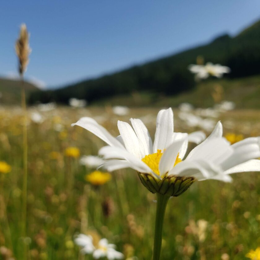 Oxeye daisy in High Borrowdale hay meadow