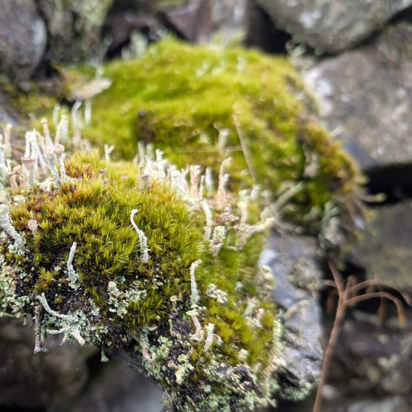 Home to a variety of plant life
