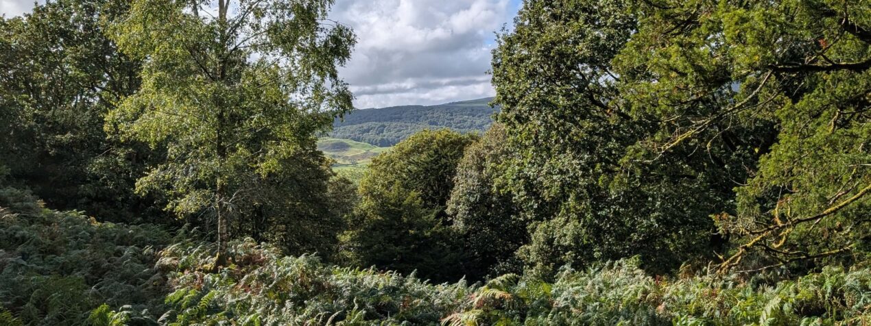 View from Rusland woods