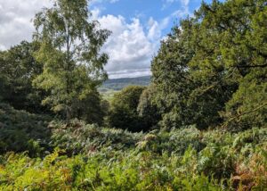 View from Rusland woods