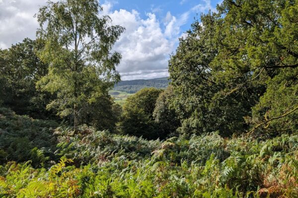 View from Rusland woods