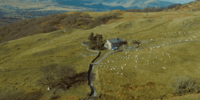 An upland landscape with sheep on a hill