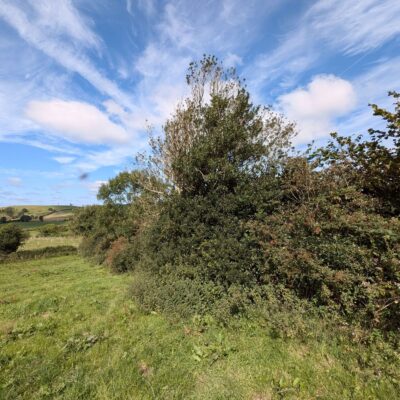 A full hedgerow in summer
