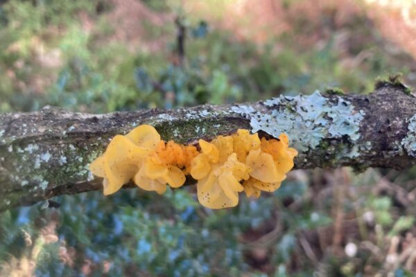 Yellow brain fungus in Rusland Woods