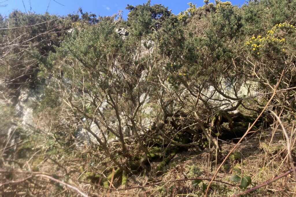 gorse obscuring the view