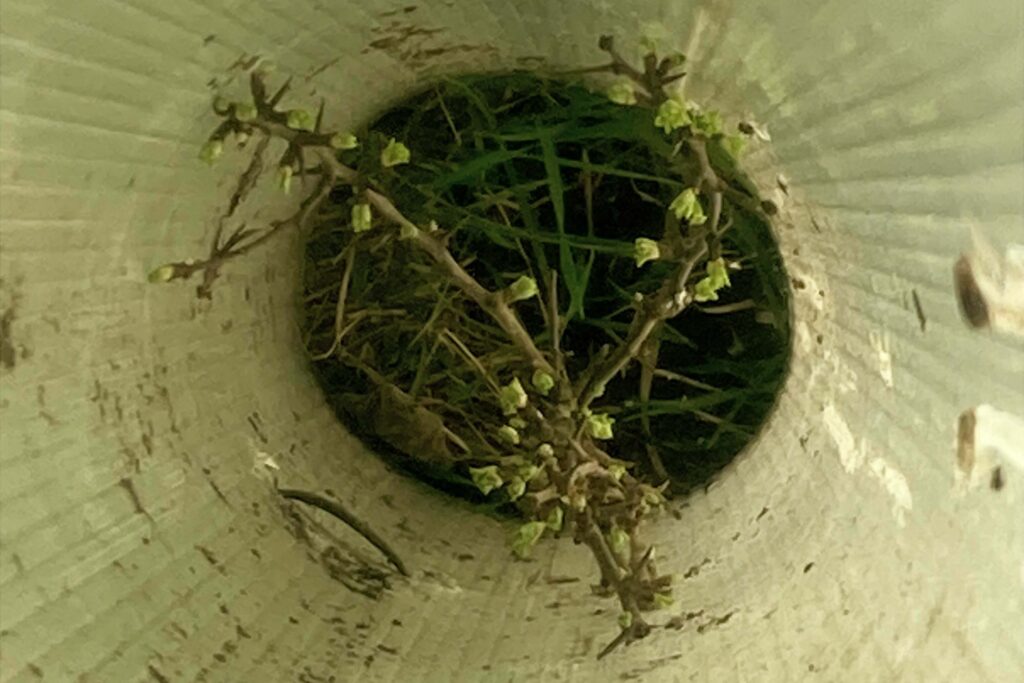 hawthorn starting to grow in a tube