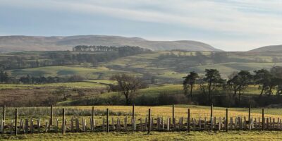 Newly planted hedge, Ewelock Bank farm