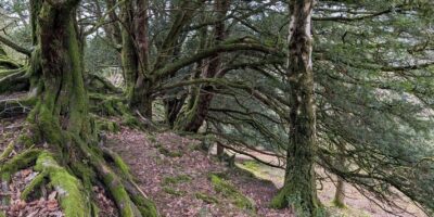Rusland Resp Haw woods