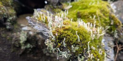 A moss covered rock