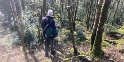 Surveying the holly forest, Hows Wood, Eskdale