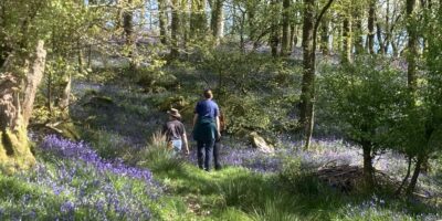 A person walking through a wood with bluebell flowers