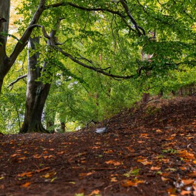 Trees and a woodland floor
