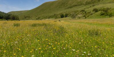 High Borrowdale Hay Meadow