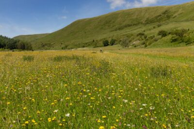 High Borrowdale Hay Meadow