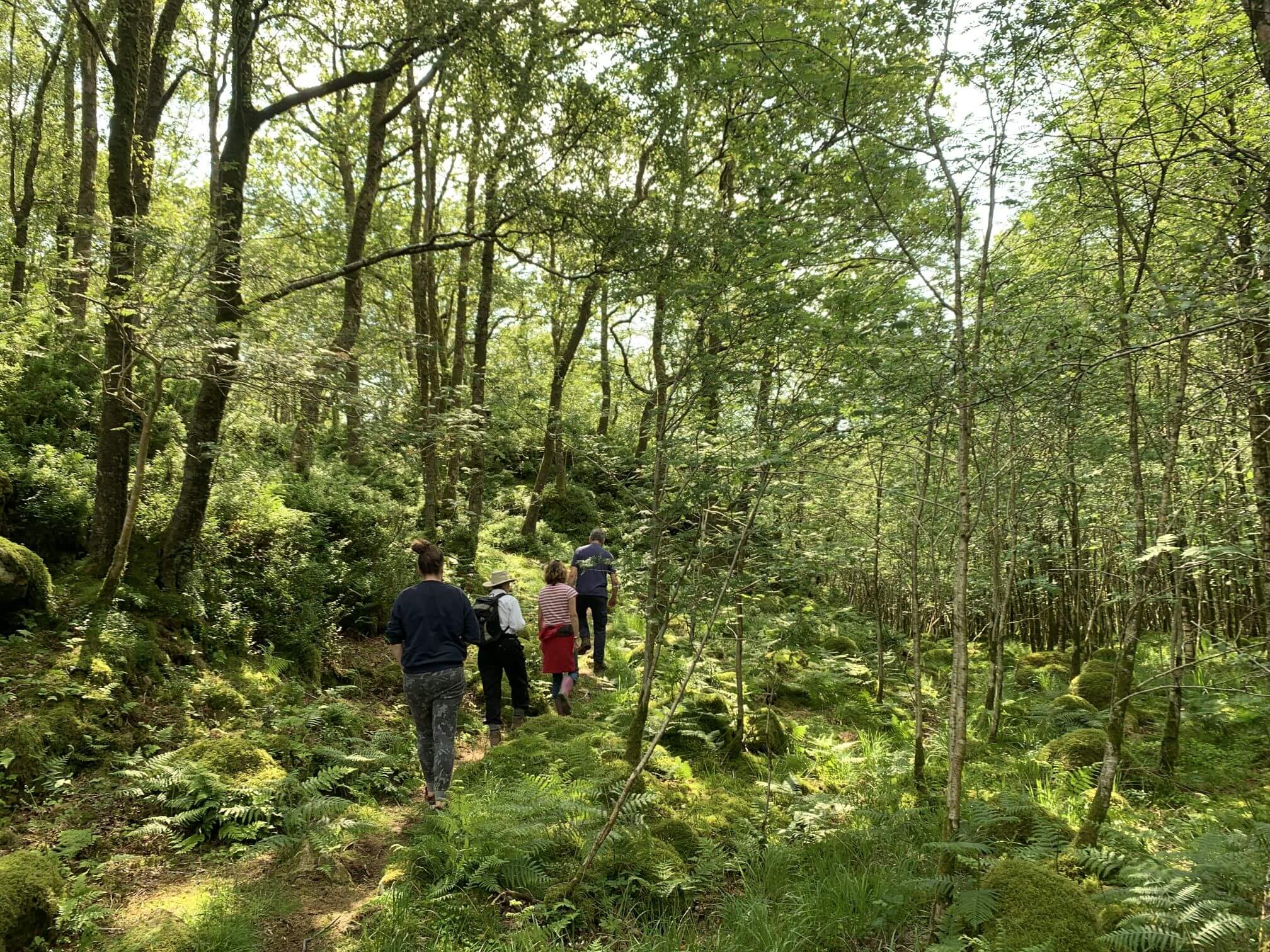 Walking in Hows Wood