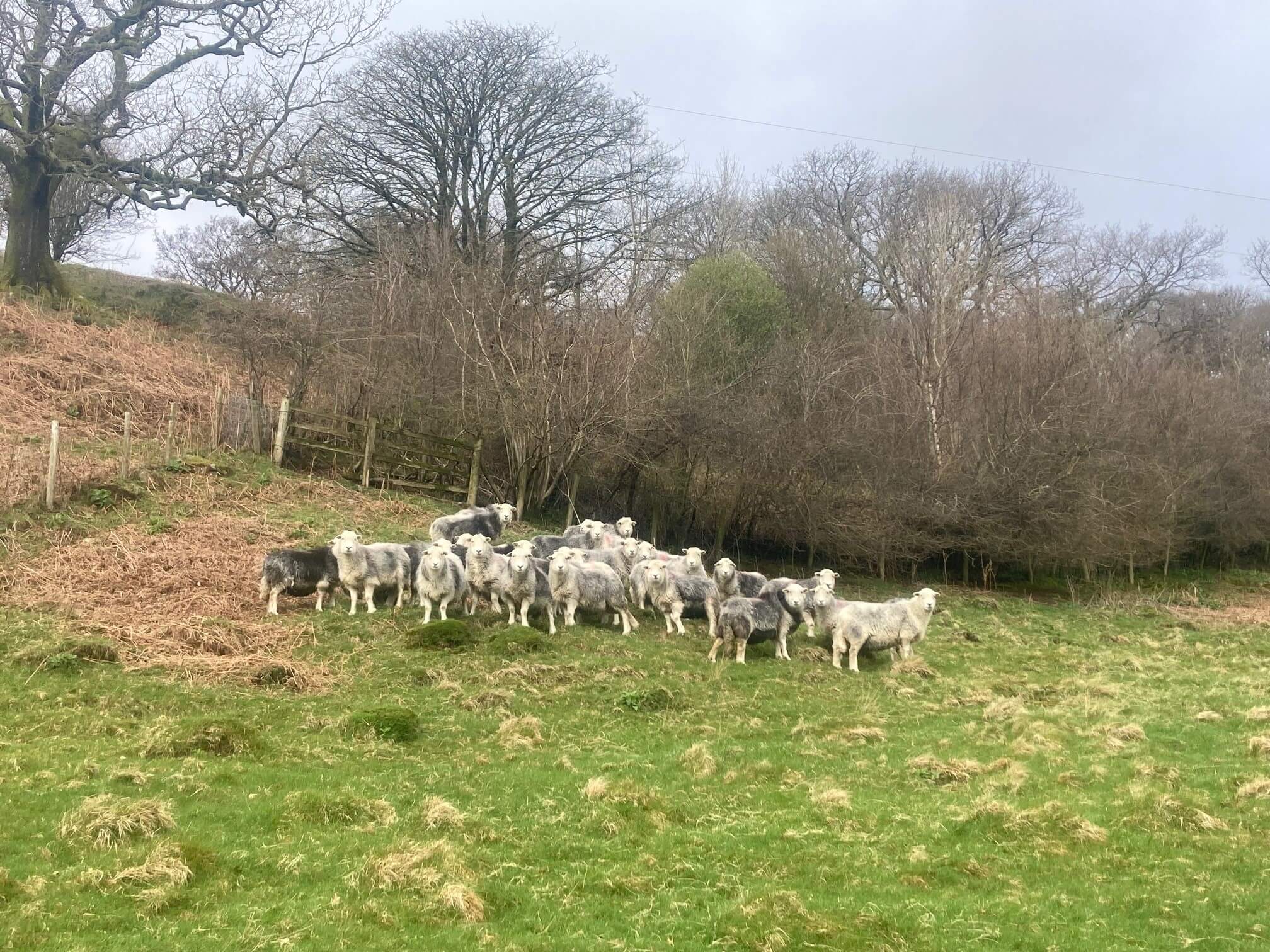 Herdwick sheep at Middle Bleansley