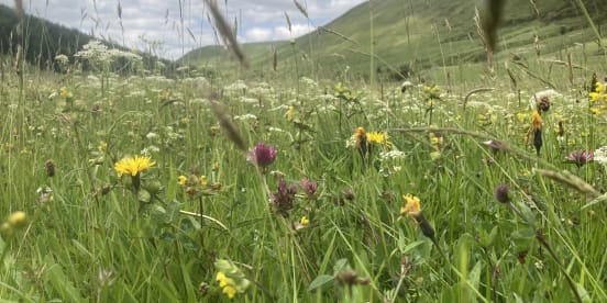 14th June 2022: When to visit our Wonderful, Colourful Upland Hay Meadows