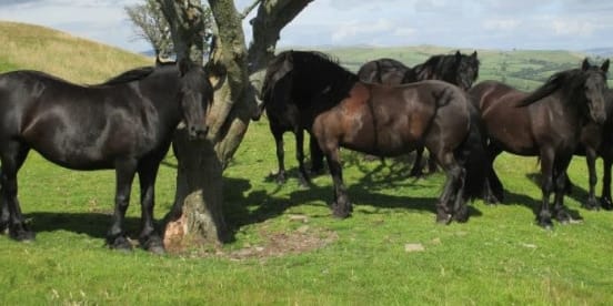 Heritage of the Fells - Ponies past, present and for the future